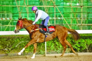 13262cc馬會傳論壇開獎馬今晚四不像是什么,高度協(xié)調(diào)策略執(zhí)行_SP19.975