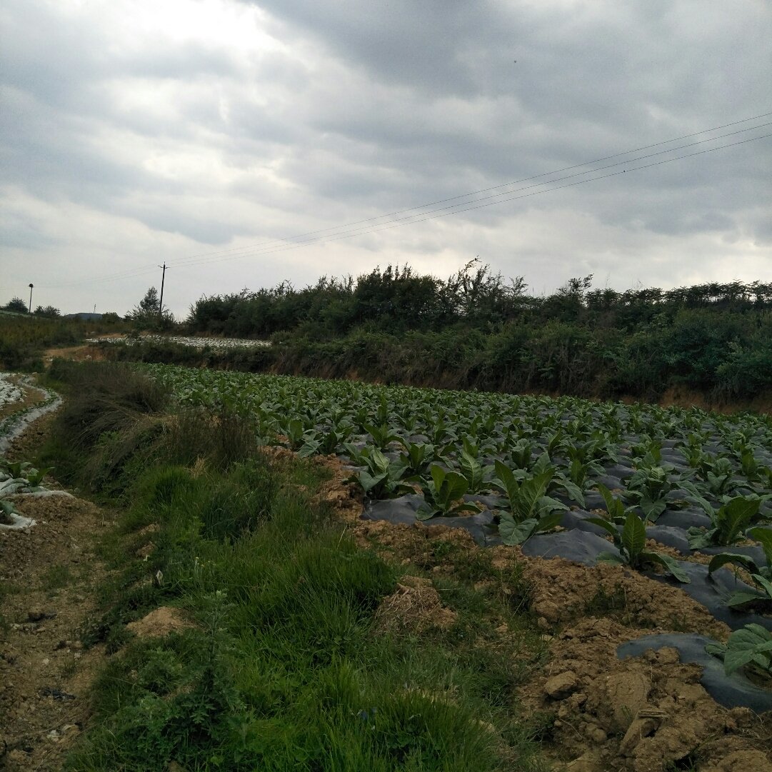 詹橋鎮(zhèn)最新天氣預報