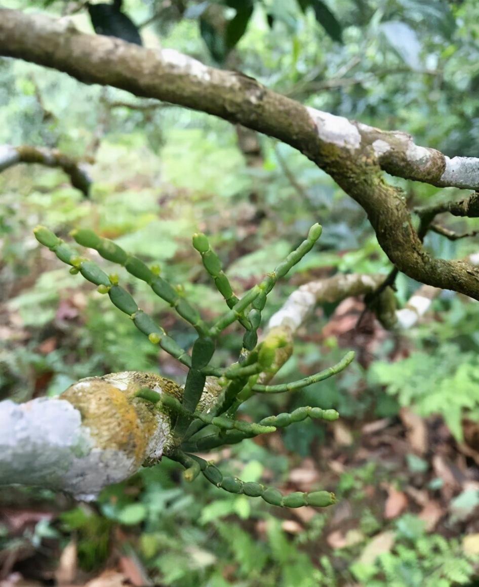 清涼輔助器最新版