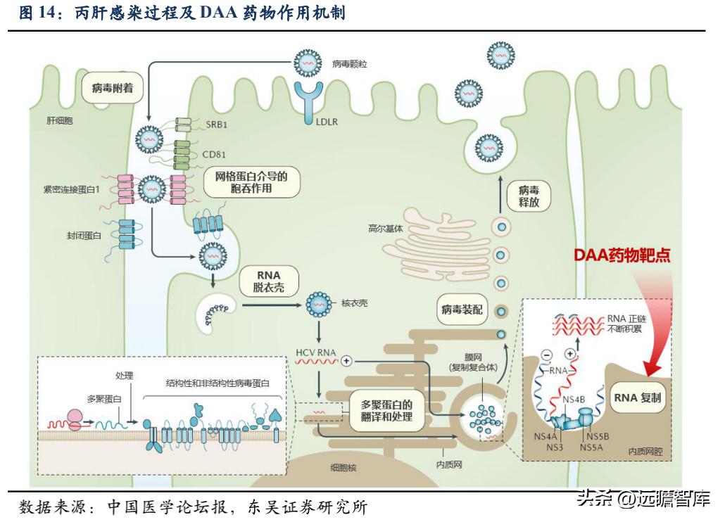 丙肝的最新治療方法